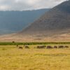 a herd of zebra standing on top of a grass covered field