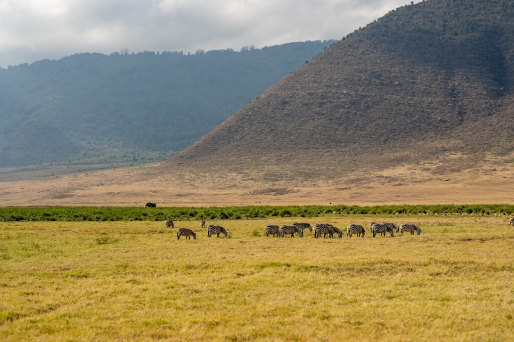 a herd of zebra standing on top of a grass covered field