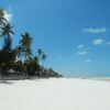 beach, palm trees, sea