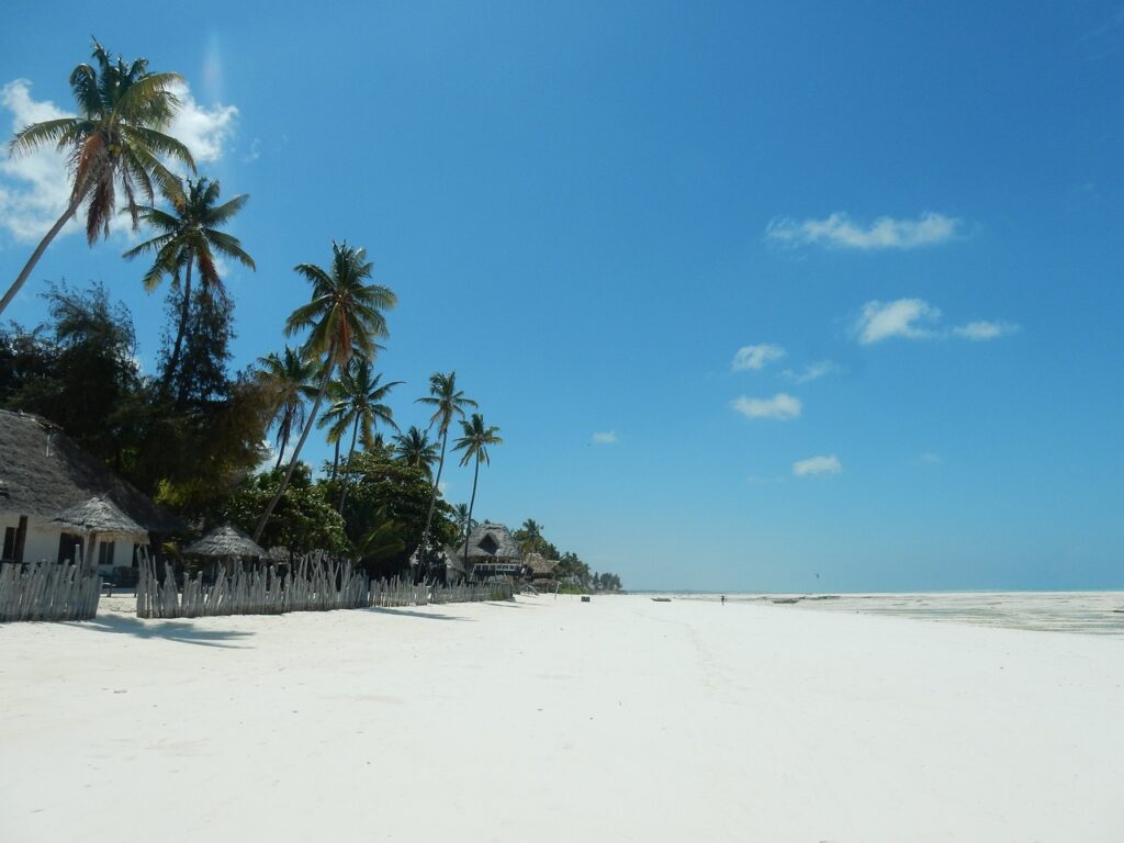 beach, palm trees, sea