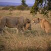 Lioness Sitting in Grass and Roaring