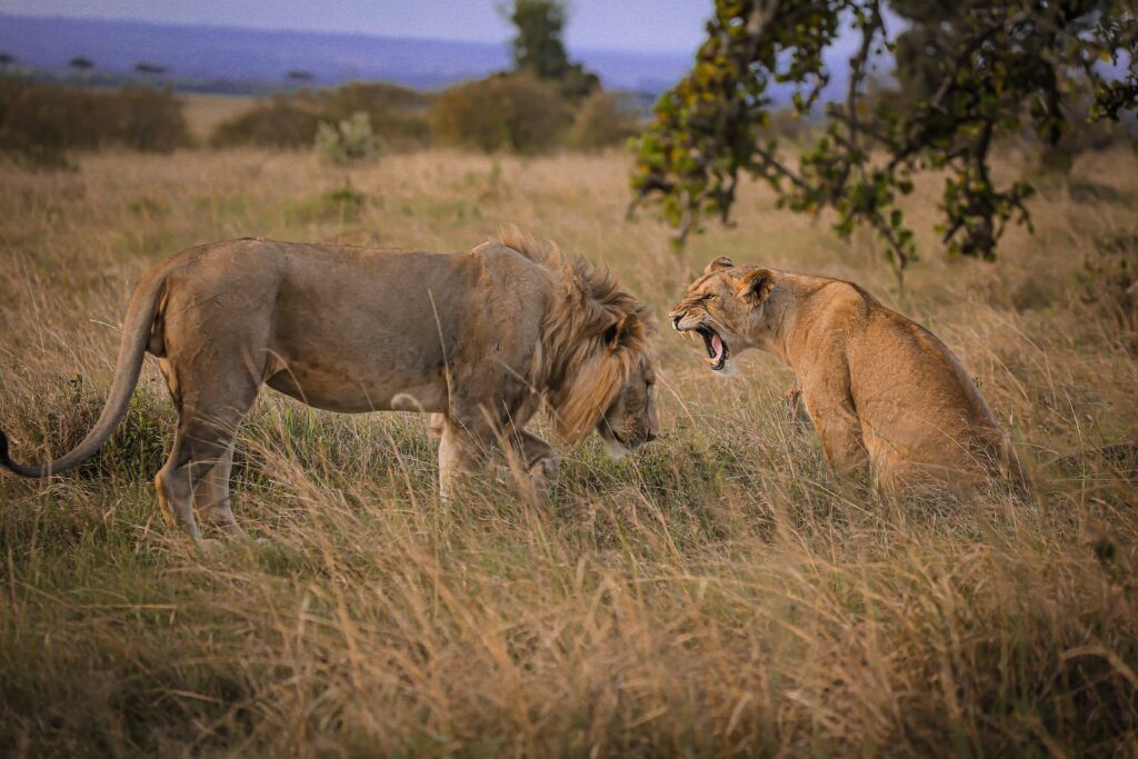 Lioness Sitting in Grass and Roaring